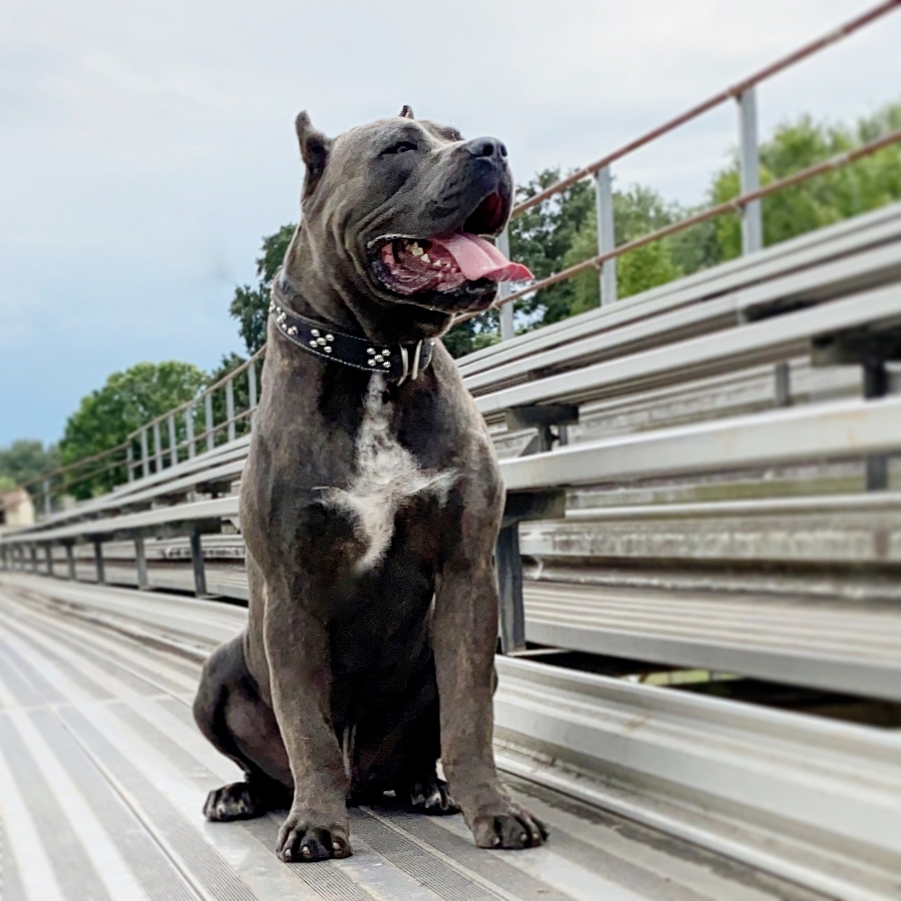 Rockstarr kennel hot sale cane corso