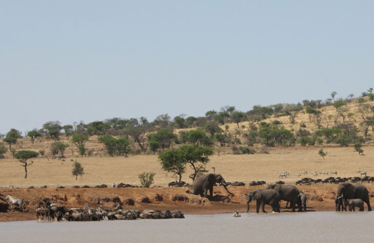 Website: http://singita.com/lodge/