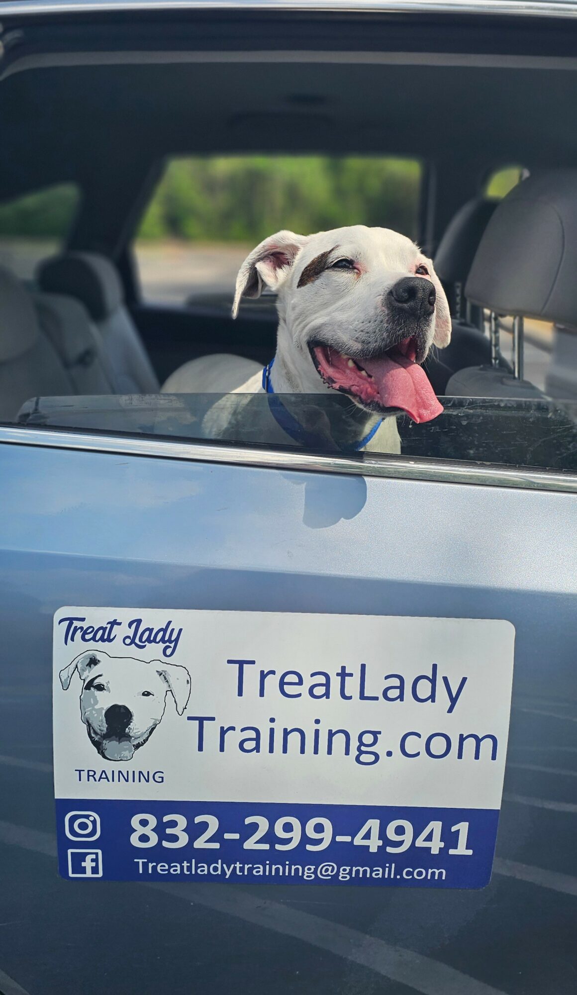 Dog with tongue out sitting in car, looking through rear window, with training website and contact info on the back.