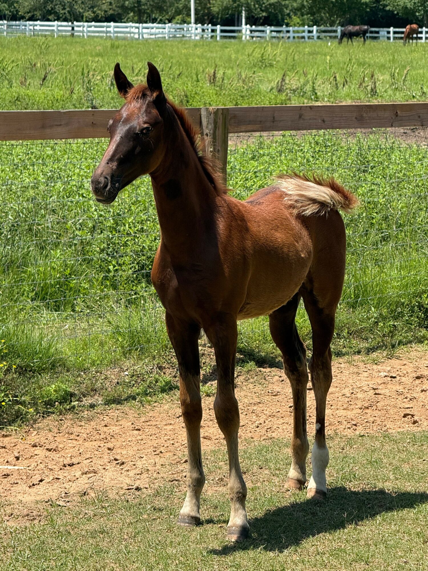 A brown horse standing on grass with a wooden fence and green field in the background.