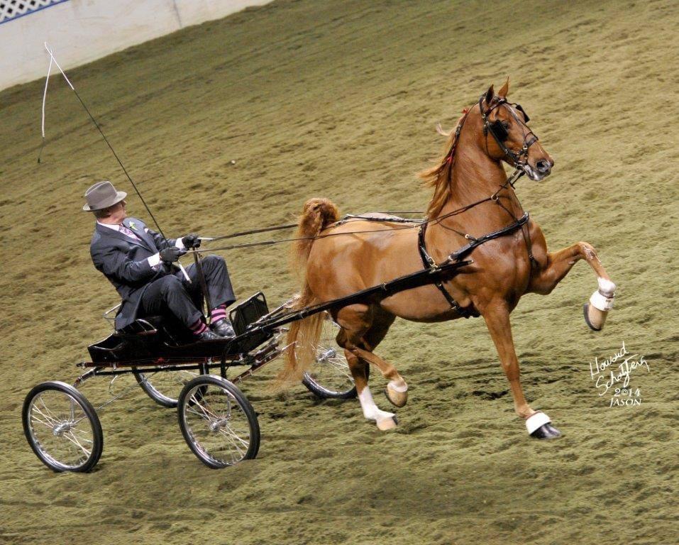 Person in a hat and jacket driving a horse-drawn carriage on a grassy field.