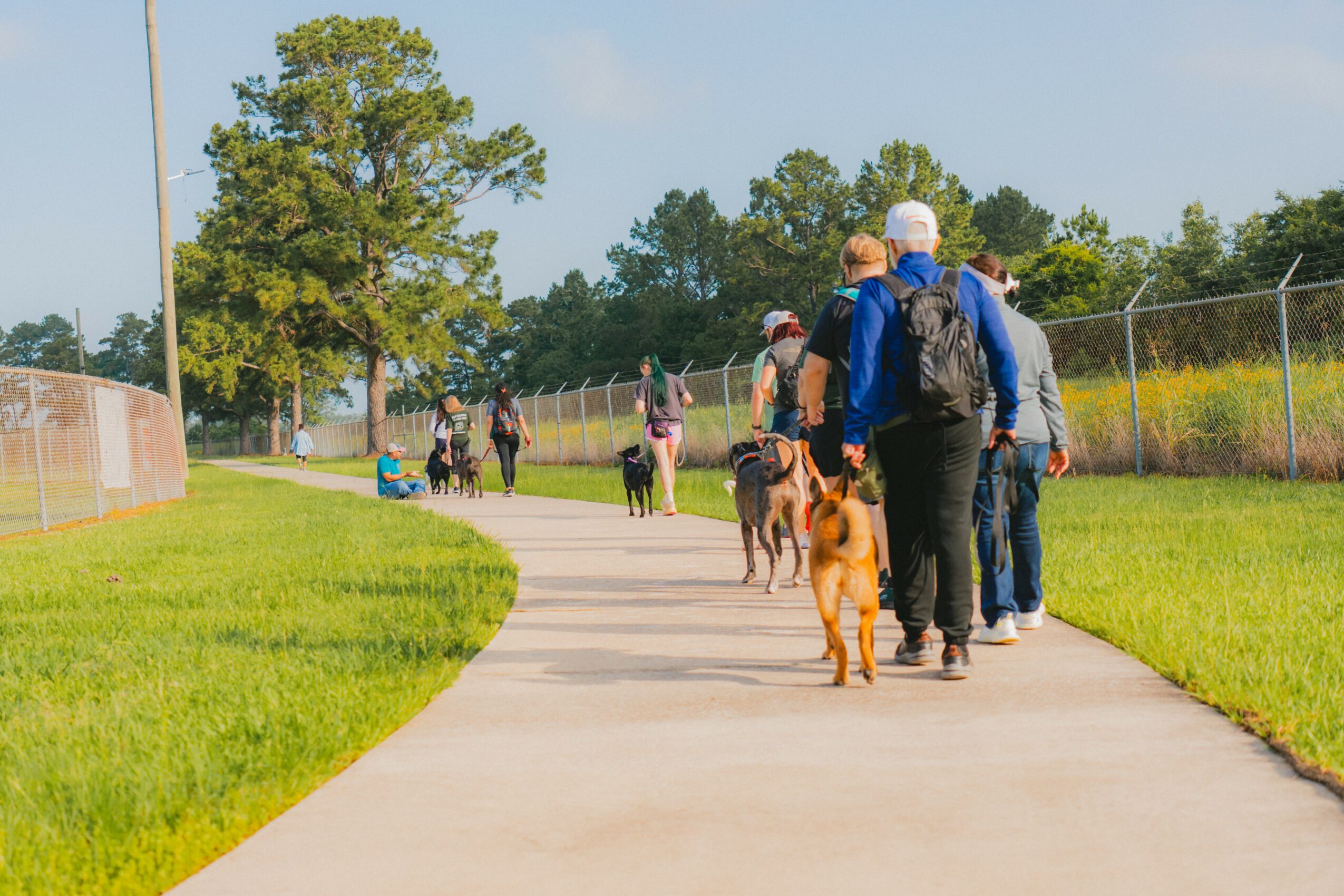 People walking dogs on a paved path in a park with trees and a fence, sunny weather, and a clear sky.