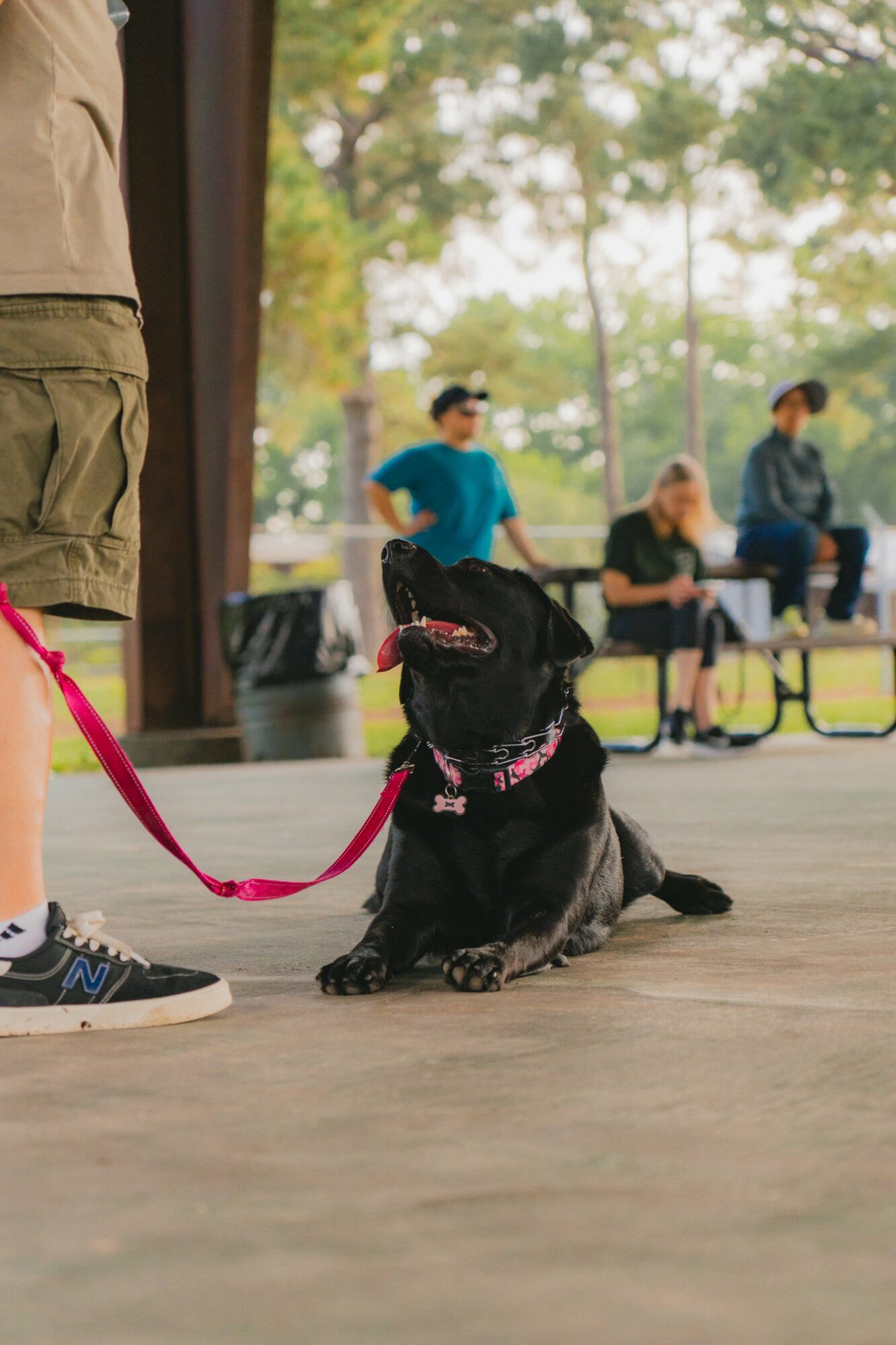 Black dog with pink collar sitting on ground, person holding pink leash nearby, people sitting on benches in background, outdoors.