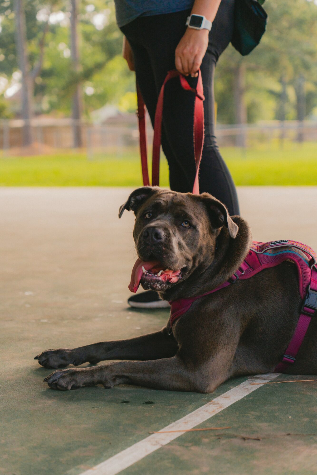 Dog lying on ground with person standing behind holding leash, outdoors in park setting