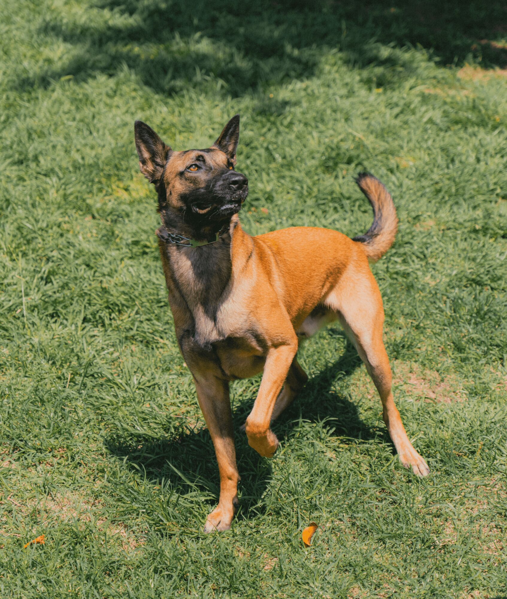 A brown and black dog standing on grass, looking upward with one paw raised, tail curved, in sunlight.