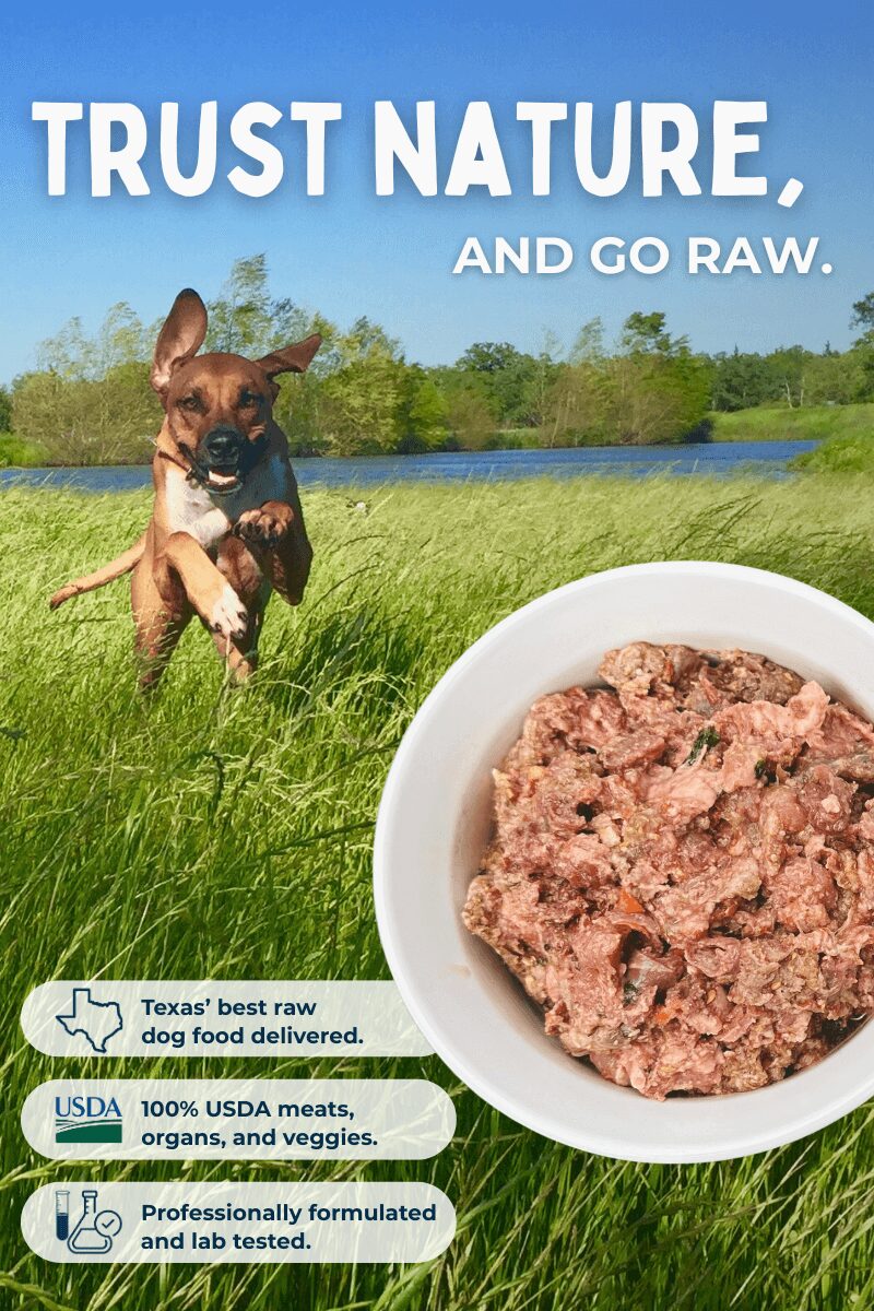 Dog running in grass near water with a bowl of raw meat in foreground, blue sky, trees, and text about trusting nature and raw dog food.