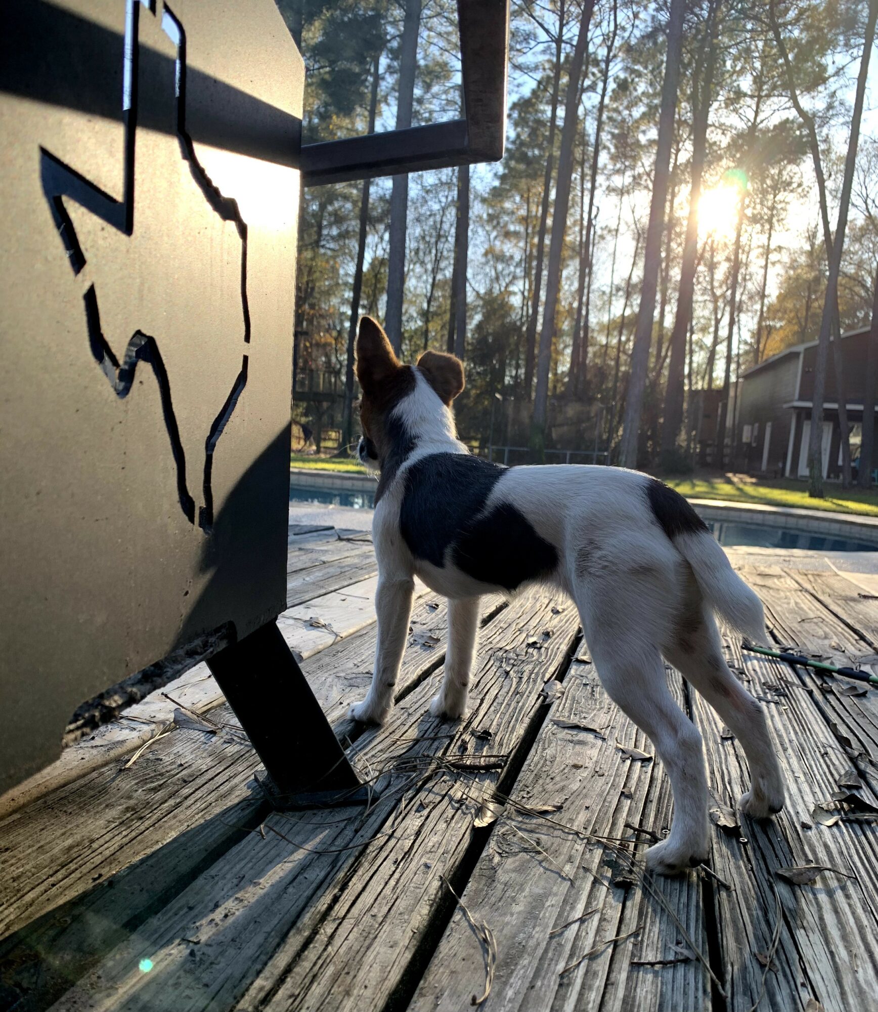 Dog standing on wooden deck looking at trees and sunlight, with a sign featuring a Texas outline. Word cut off.