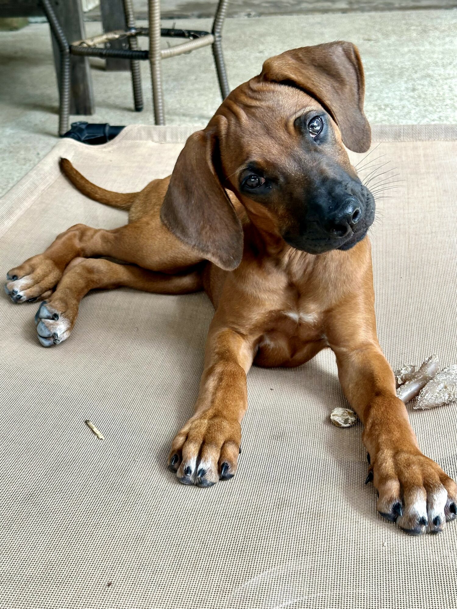Brown puppy with floppy ears lying on a mat, looking up with front paws extended, background includes a chair and outdoor area.