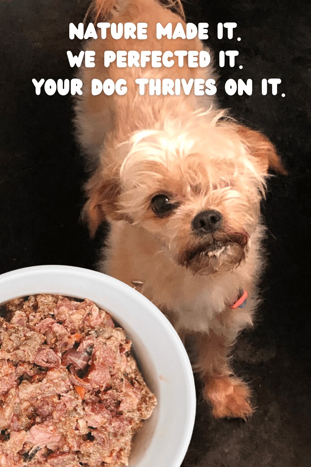 Small dog with light brown fur and a pink collar looks at a bowl of food, with text about dogs and nature.