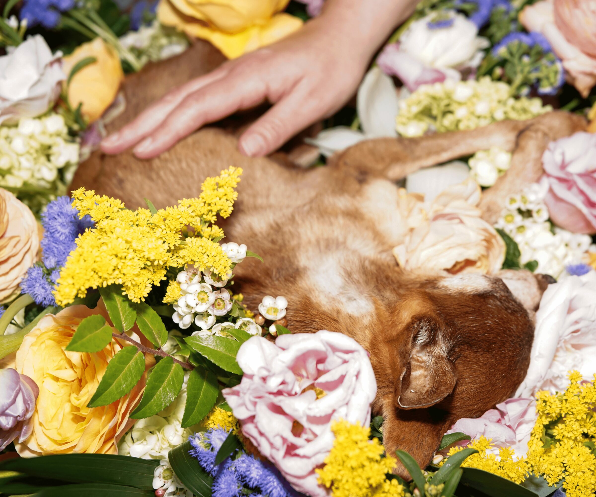 Person's hand resting on a brown dog surrounded by colorful flowers, including pink roses, yellow, purple, and white blossoms.