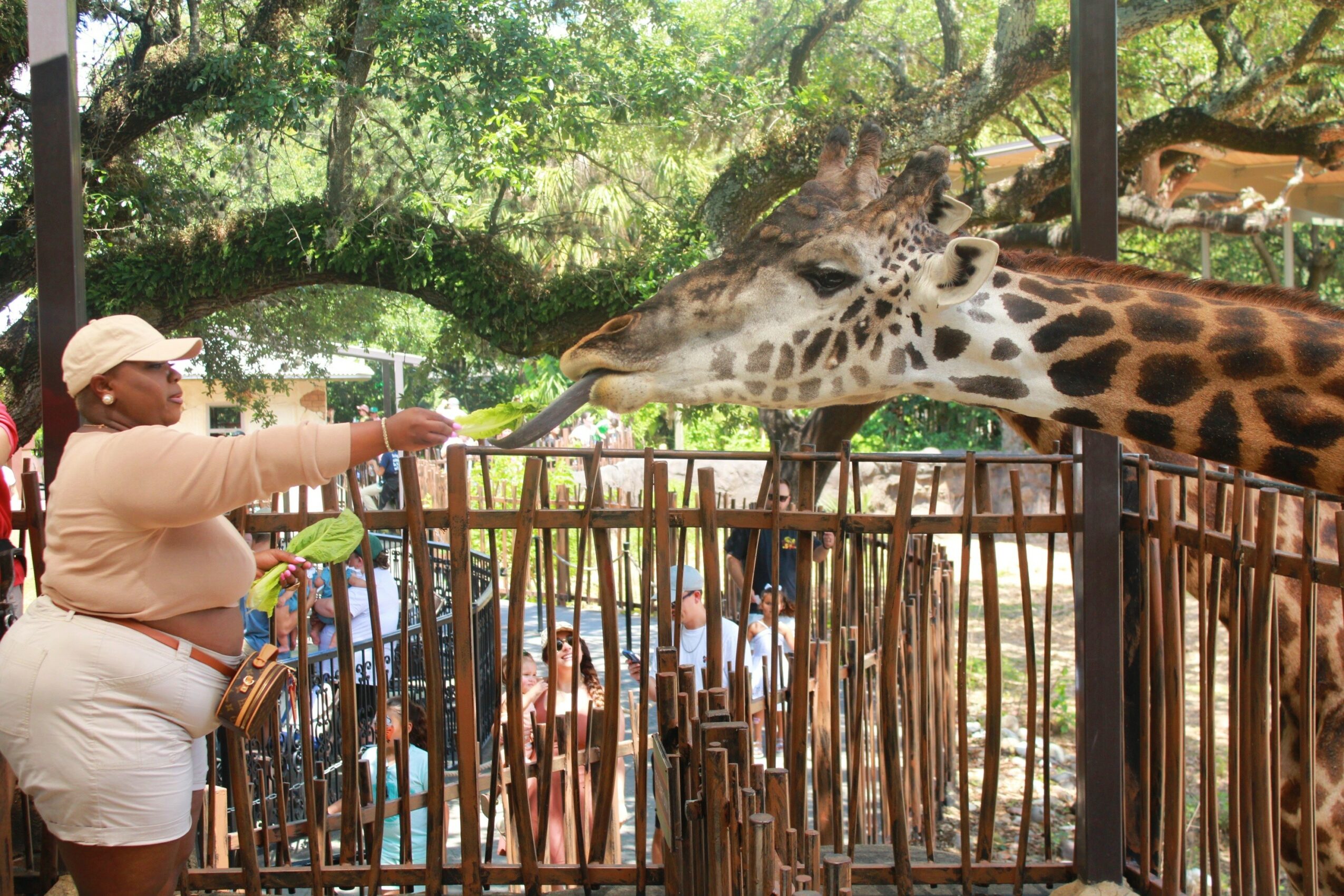 Person feeding a giraffe through a wooden fence, with trees in the background.