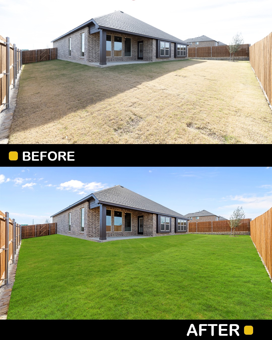 Backyard with a house, fenced yard, and grass, showing before and after lawn renovation, with clear sky and sunlight.