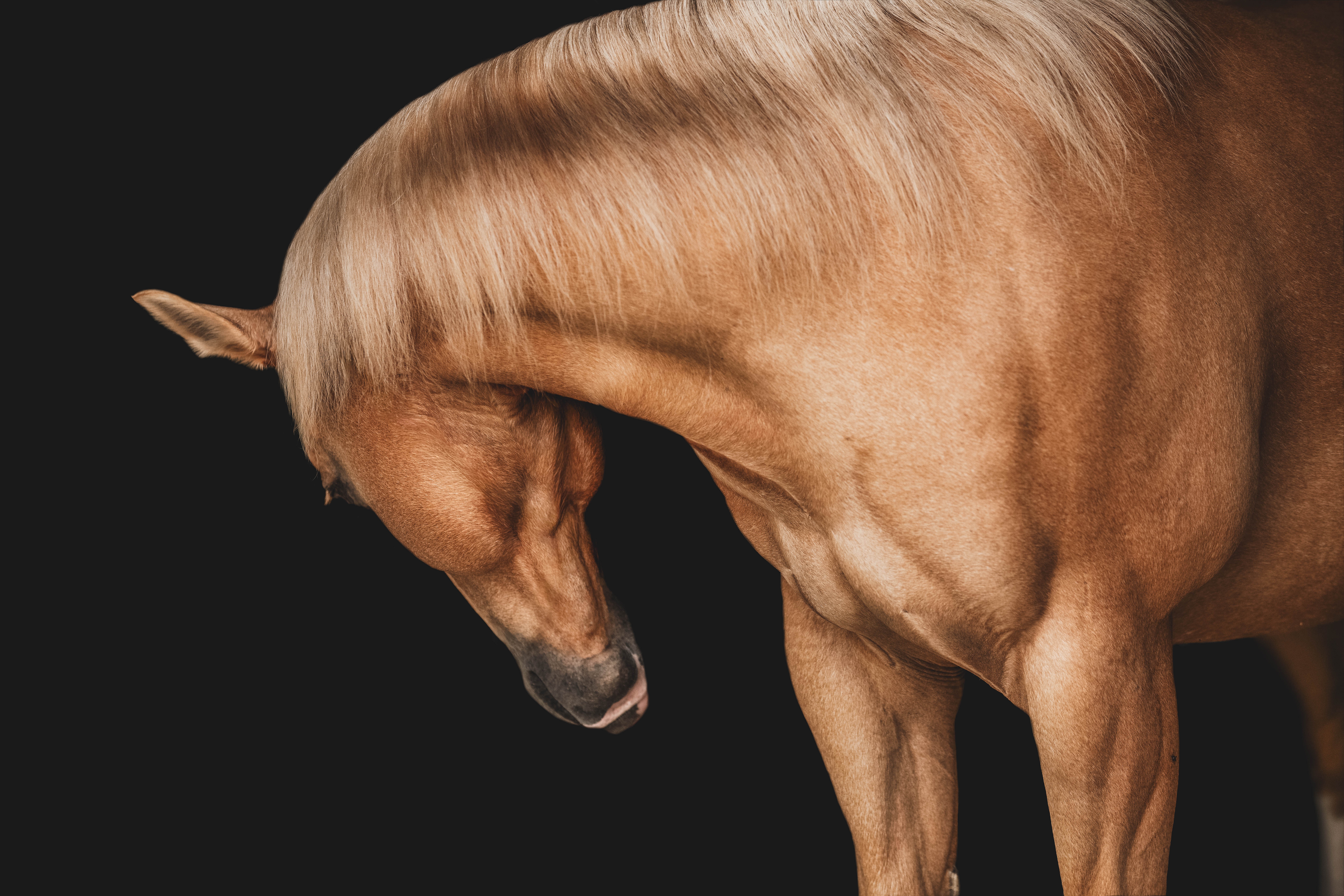 A brown horse with a light mane bows its head downward against a black background.