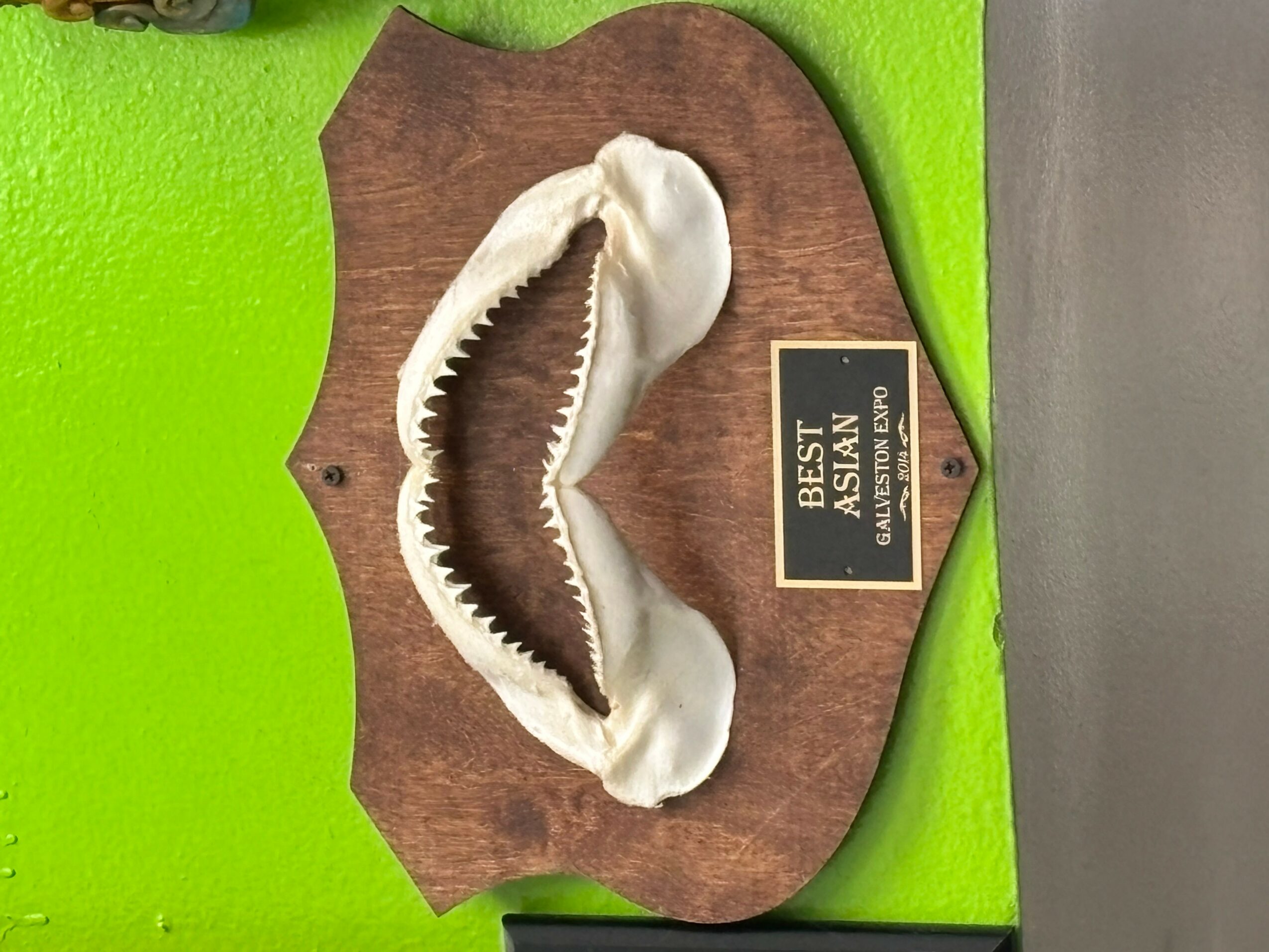 Fossil of a shark jaw mounted on a wooden plaque with a plaque label, displayed on a green background.