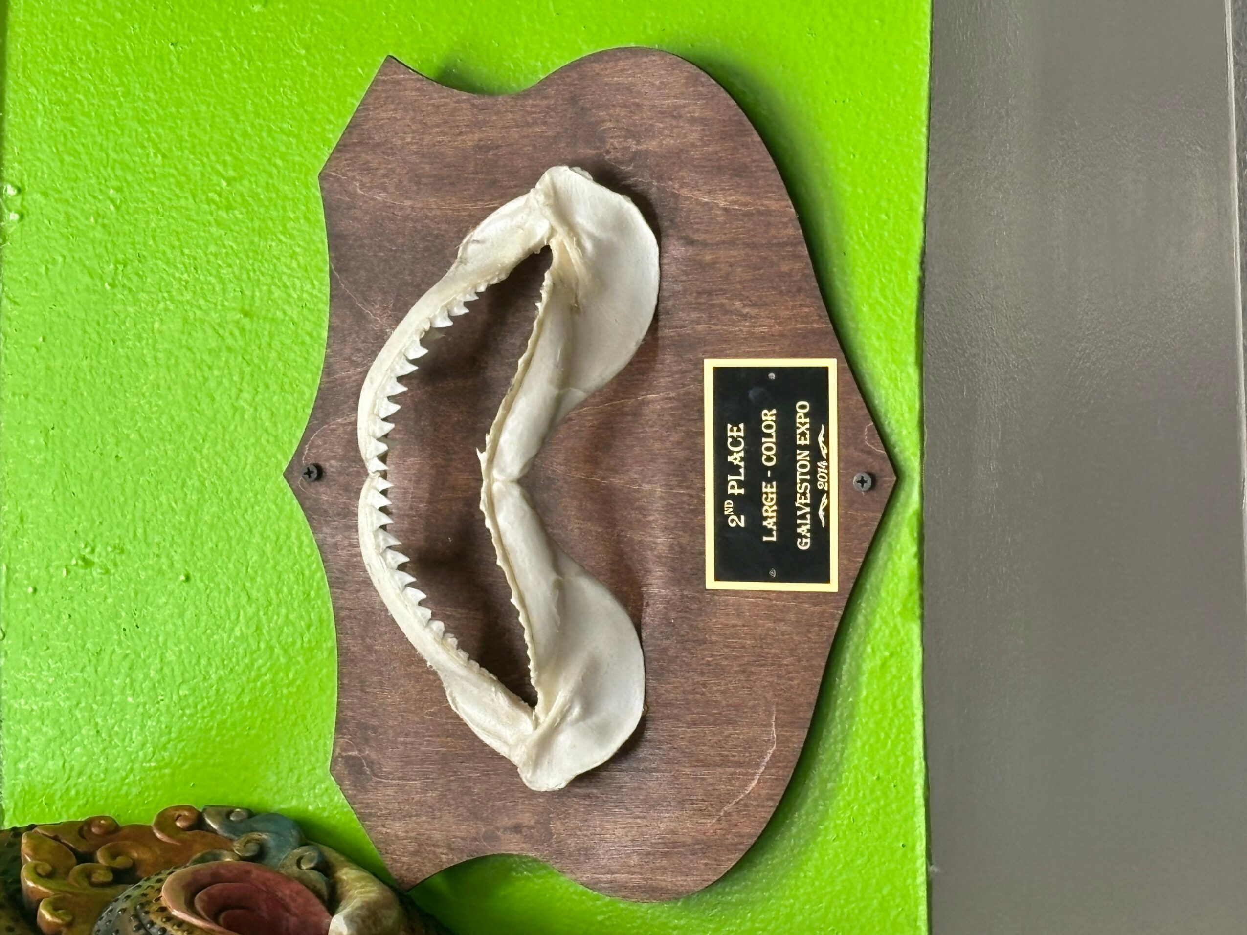 A large jawbone displayed on a wooden plaque mounted on a green wall, with a small black and gold label.