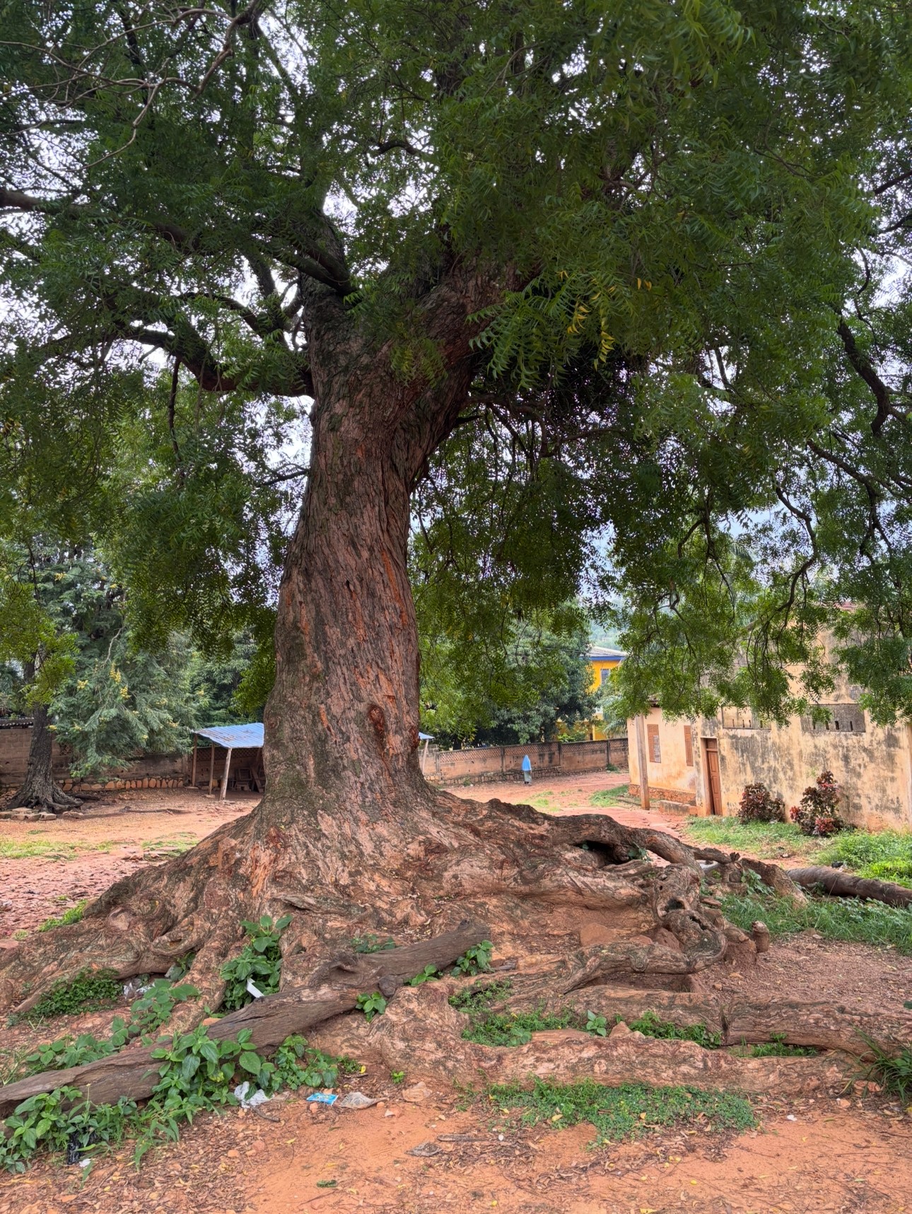 Large tree with thick trunk and sprawling roots, green leaves, in an outdoor setting with buildings in background.
