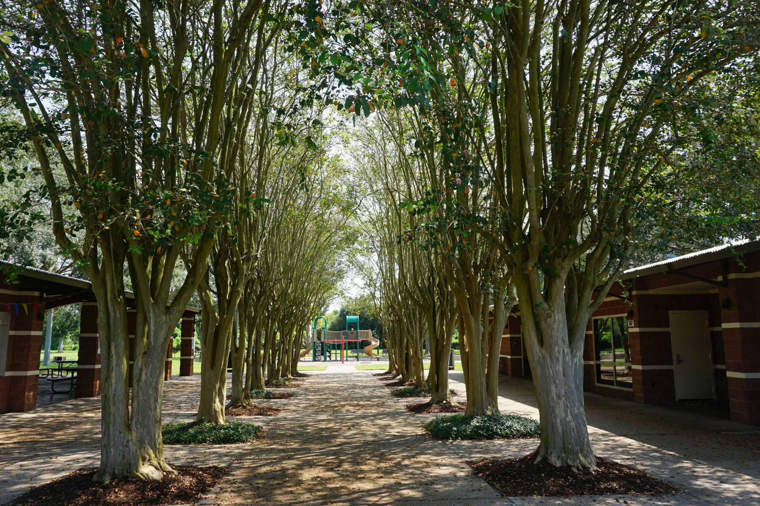 Tree-lined pathway with trees on both sides, leading to a sports field in the distance, flanked by buildings.