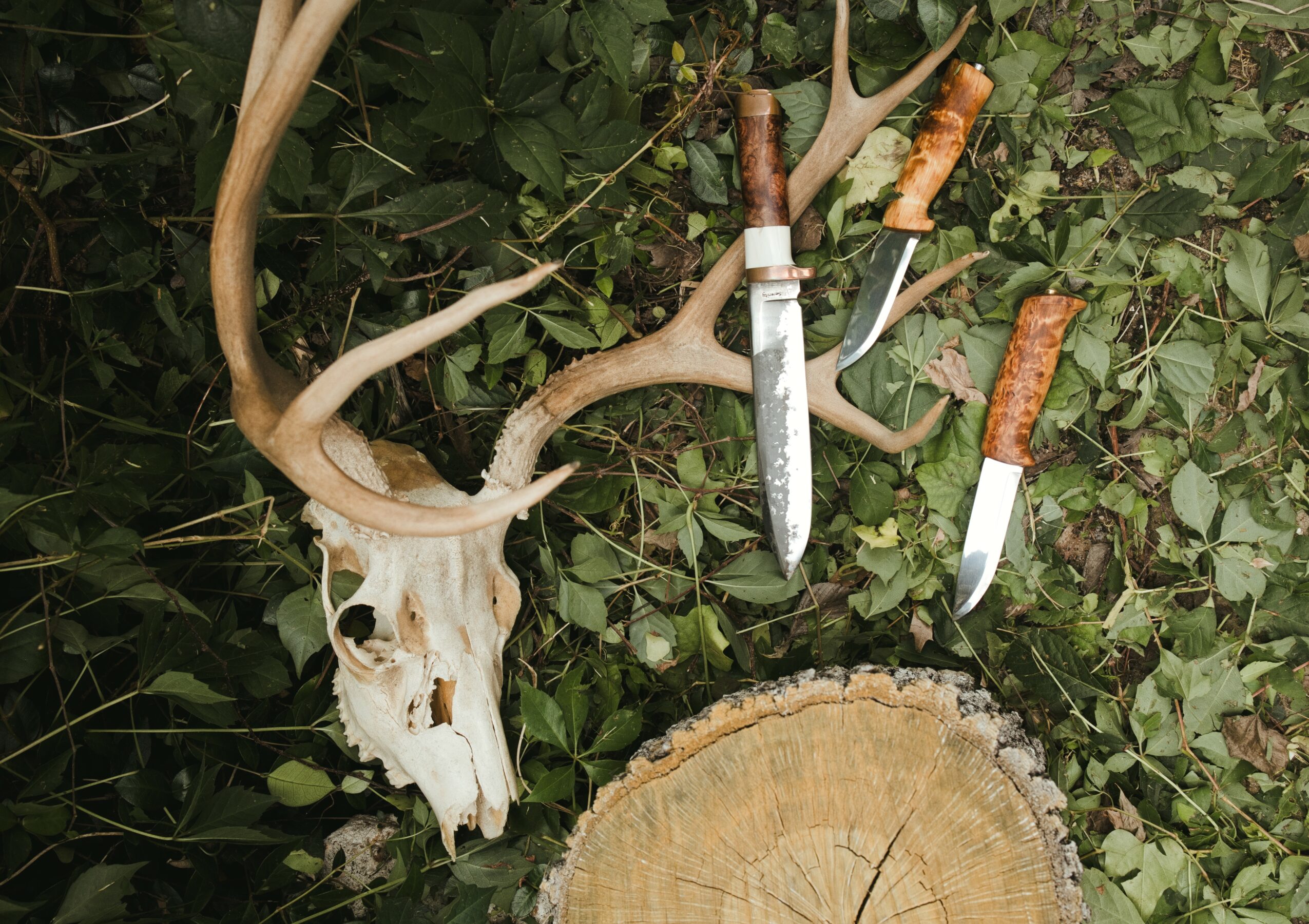 Animal skull with antlers, three knives with wooden handles, and a tree stump on leafy ground.