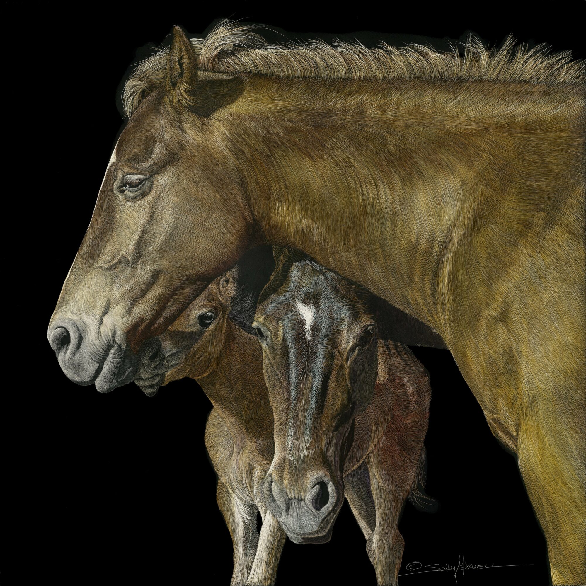Two horses, one larger and one smaller, close together against a black background.