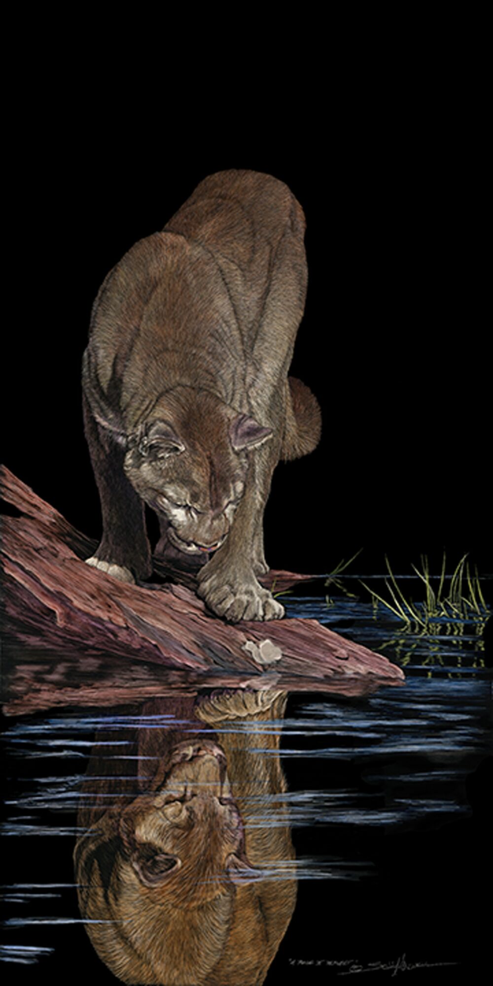 A large feline, possibly a lioness, walking on a log over water with a reflection, against a dark background.