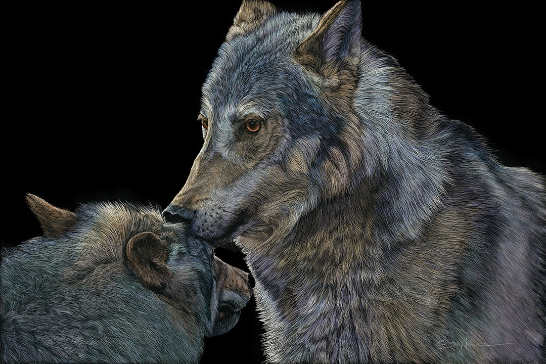 Two wolves touching noses against a black background.