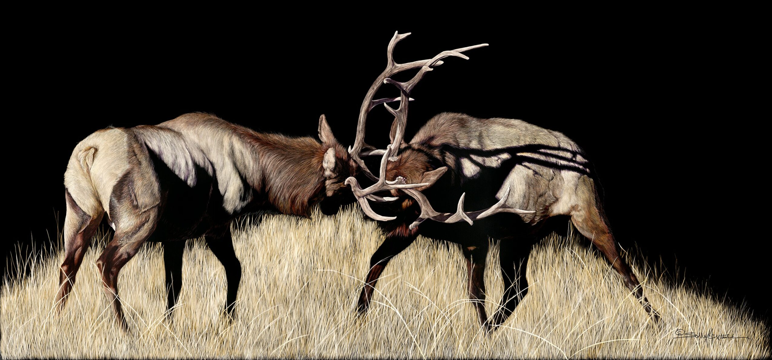 Two reindeer with antlers lock horns in a grassy field against a black background.