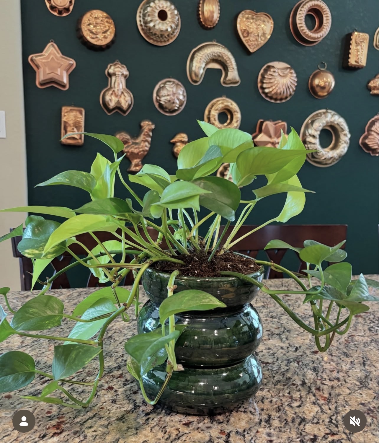 Green leafy plant in a dark ceramic vase on a granite surface, with decorative wall art in the background.