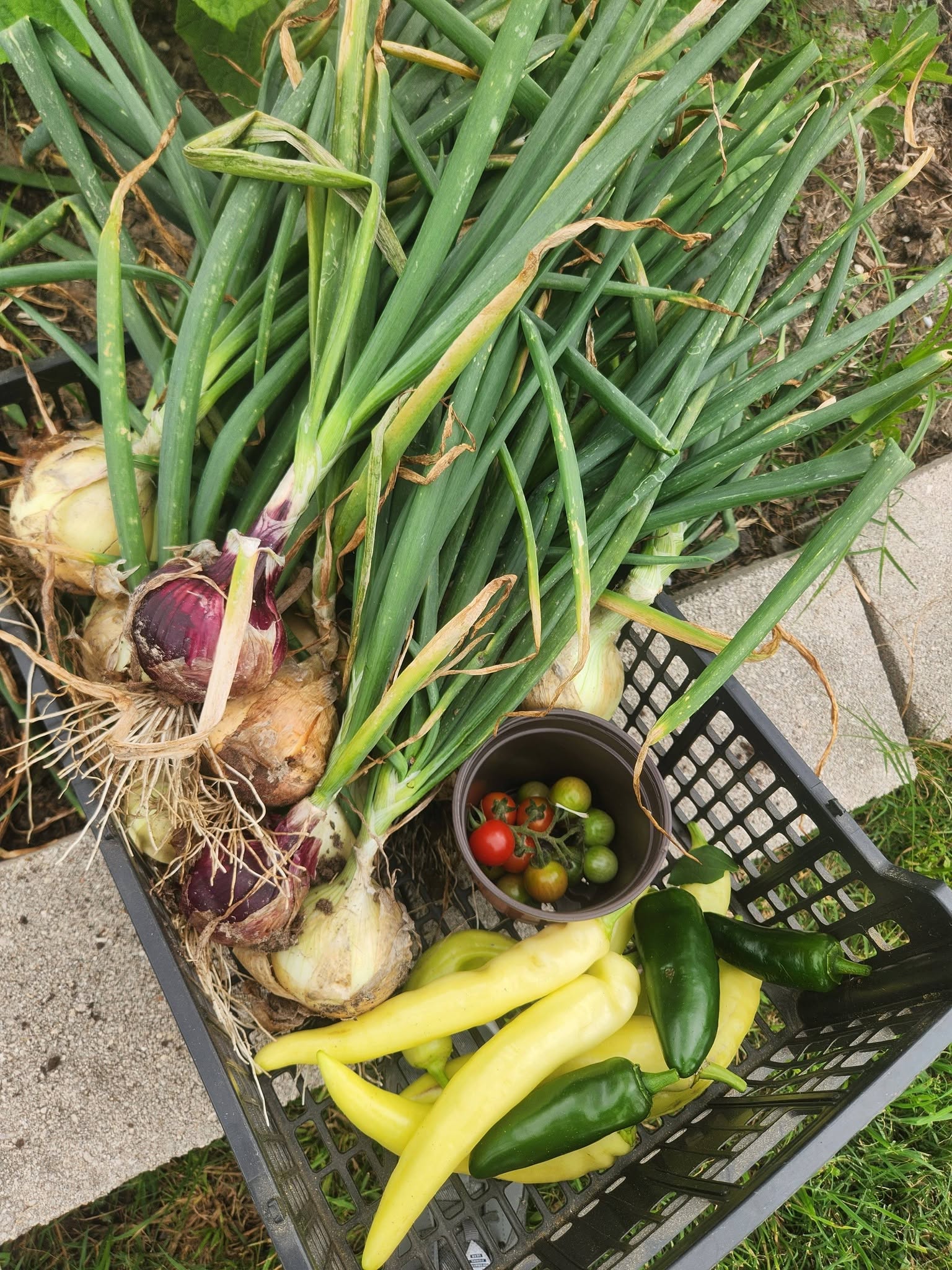 Fresh onions, yellow and green peppers, and a small bowl of cherry tomatoes in a black shopping basket outdoors.