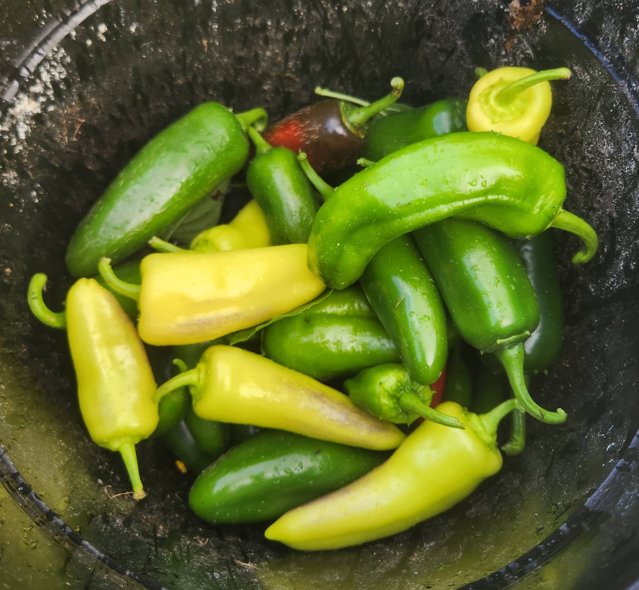 A collection of green and yellow peppers in a dark container.