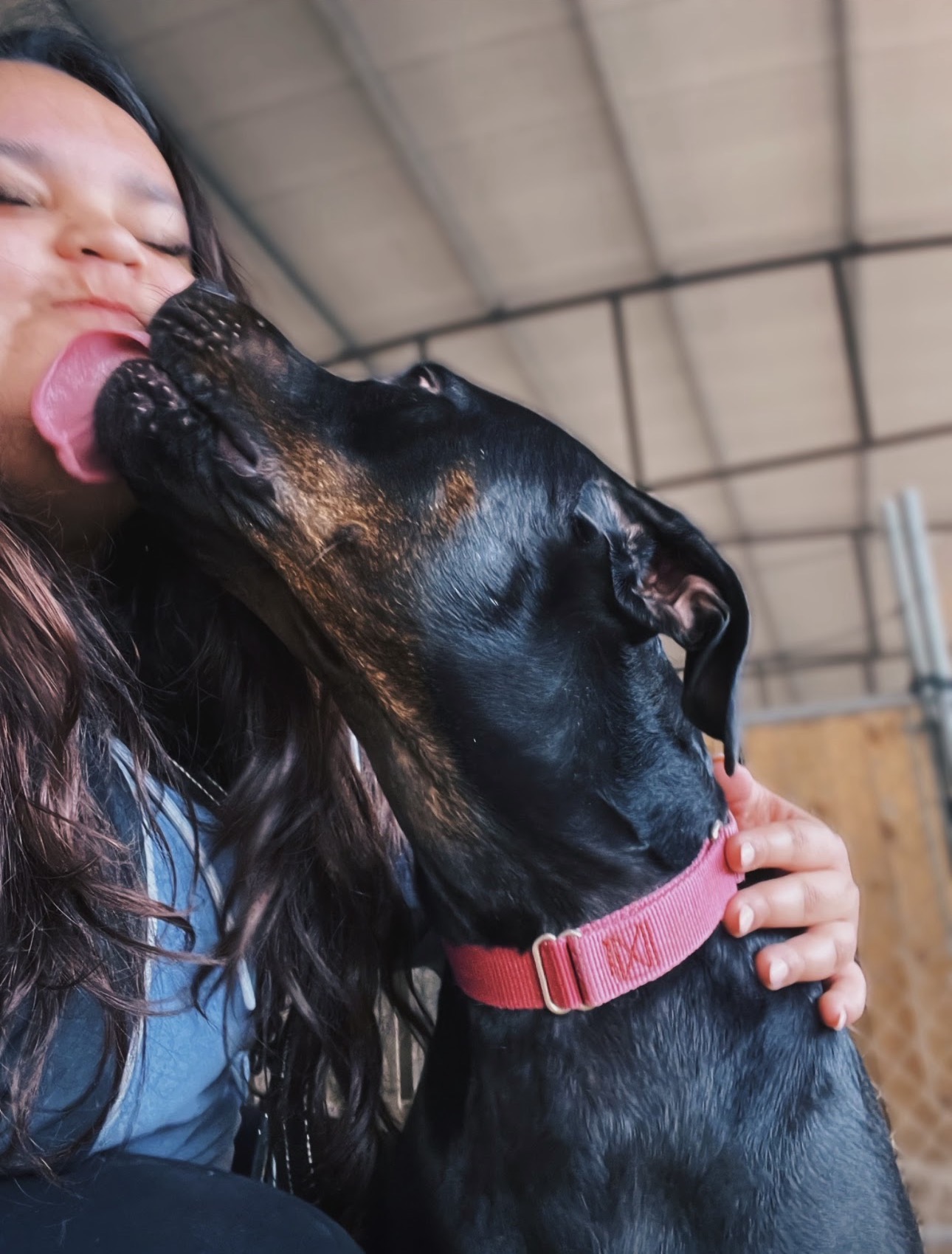 Person with long hair and closed eyes interacts with a black and tan dog wearing a pink collar inside a building.