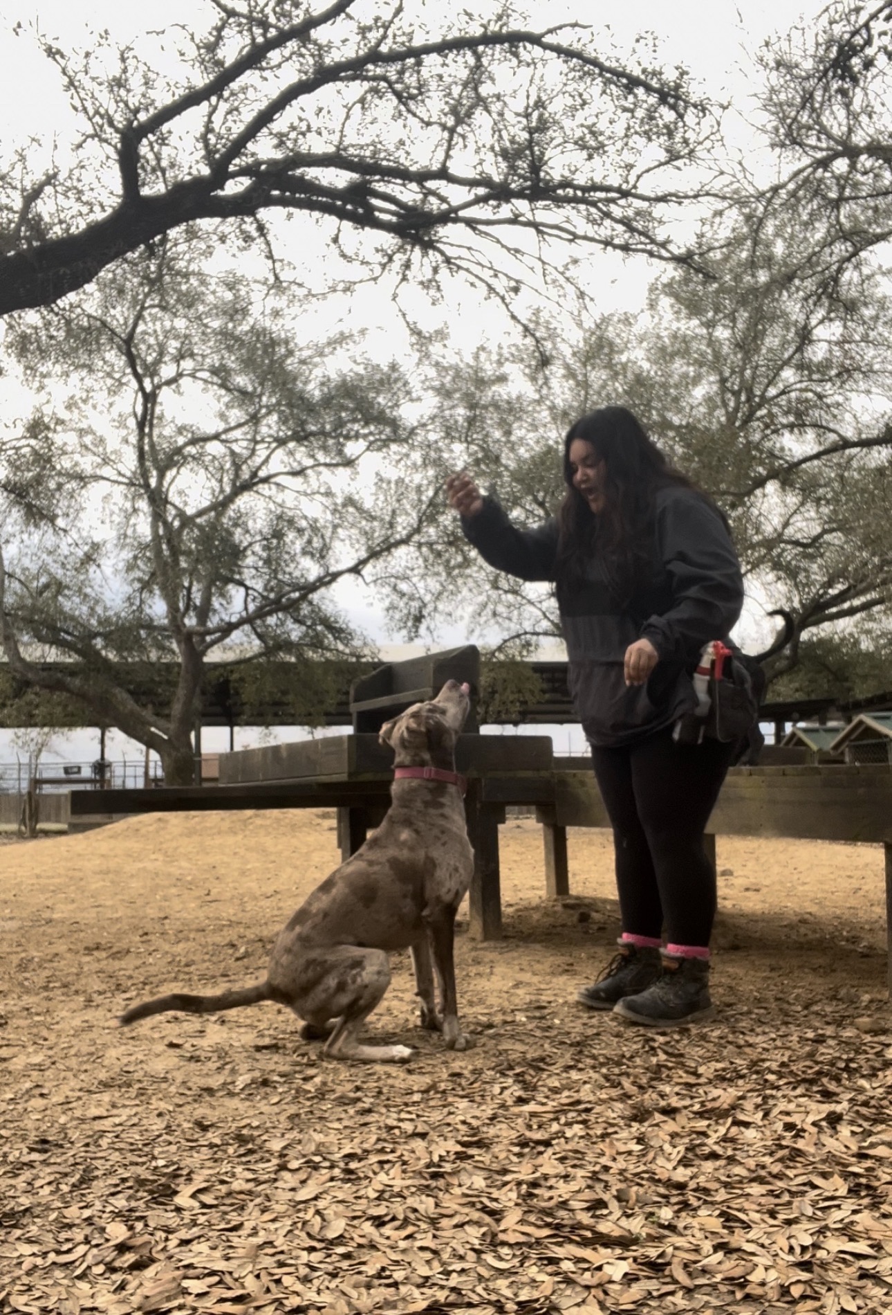 Person with dark hair and jacket interacts with a large dog outdoors on a dirt ground, trees in background