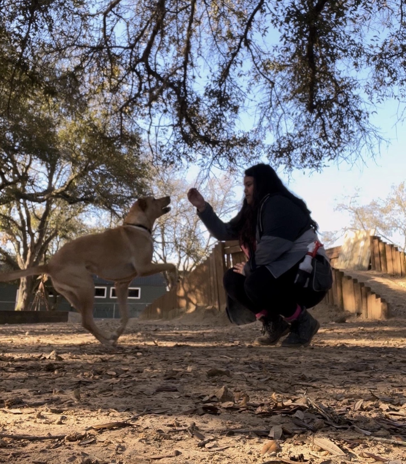 Person crouching and playing with a dog outdoors under tree branches, with a wooden fence in the background.