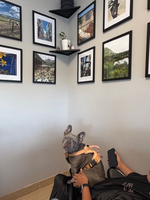 Person holding a dog with a backpack, standing near a white wall with framed pictures, indoors.