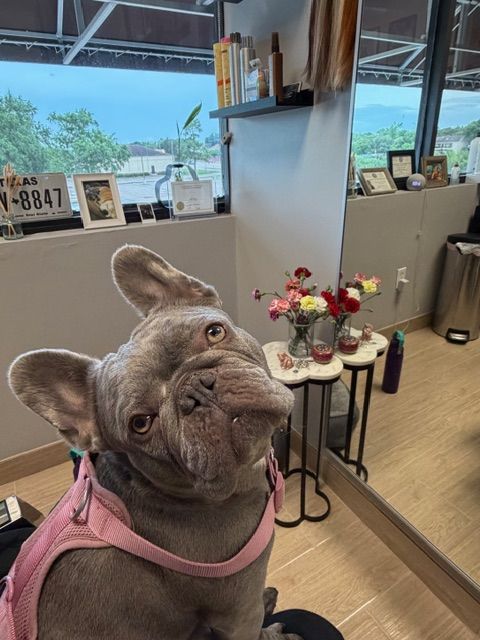 Dog with a pink harness sitting at a table with a flower arrangement, bookshelves, and a window in the background.