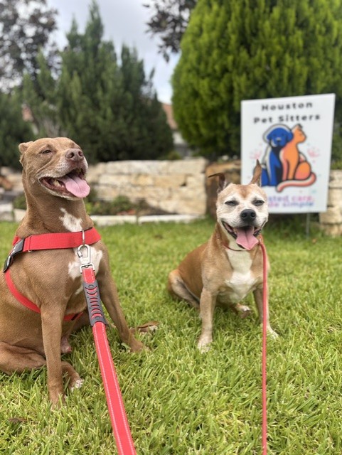 Two dogs sitting on grass with a sign in the background, trees, and a stone wall behind them.