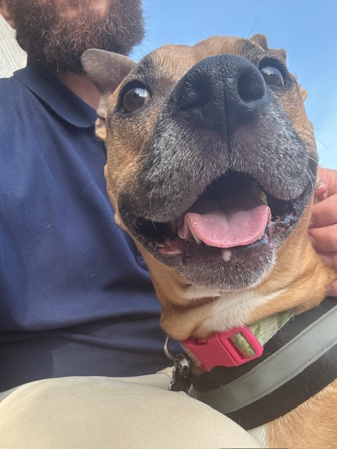 Close-up of a happy dog with an open mouth, wearing a pink collar, with a person in the background.