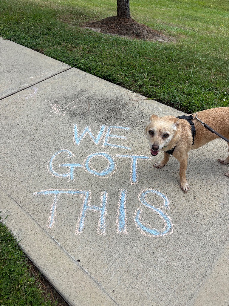 Dog on sidewalk with chalk message reading