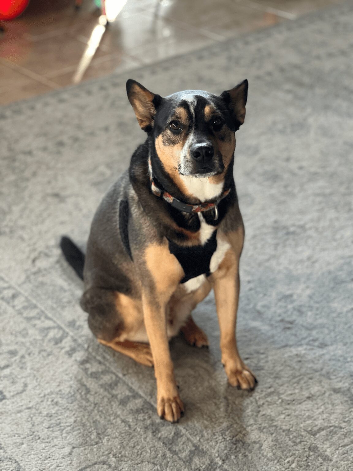 Small dog with black, tan, and white fur sitting on a gray carpet, looking at the camera.
