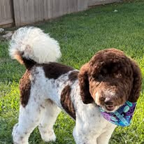 Dog with curly brown and white fur wearing a blue bandana, standing on grass in a yard.