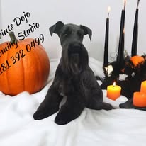 A black dog sitting on a white surface with Halloween decorations, including a pumpkin, candles, and black and orange ornaments.