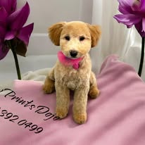 Small puppy with a pink collar sitting on a pink blanket, surrounded by purple flowers, indoors.