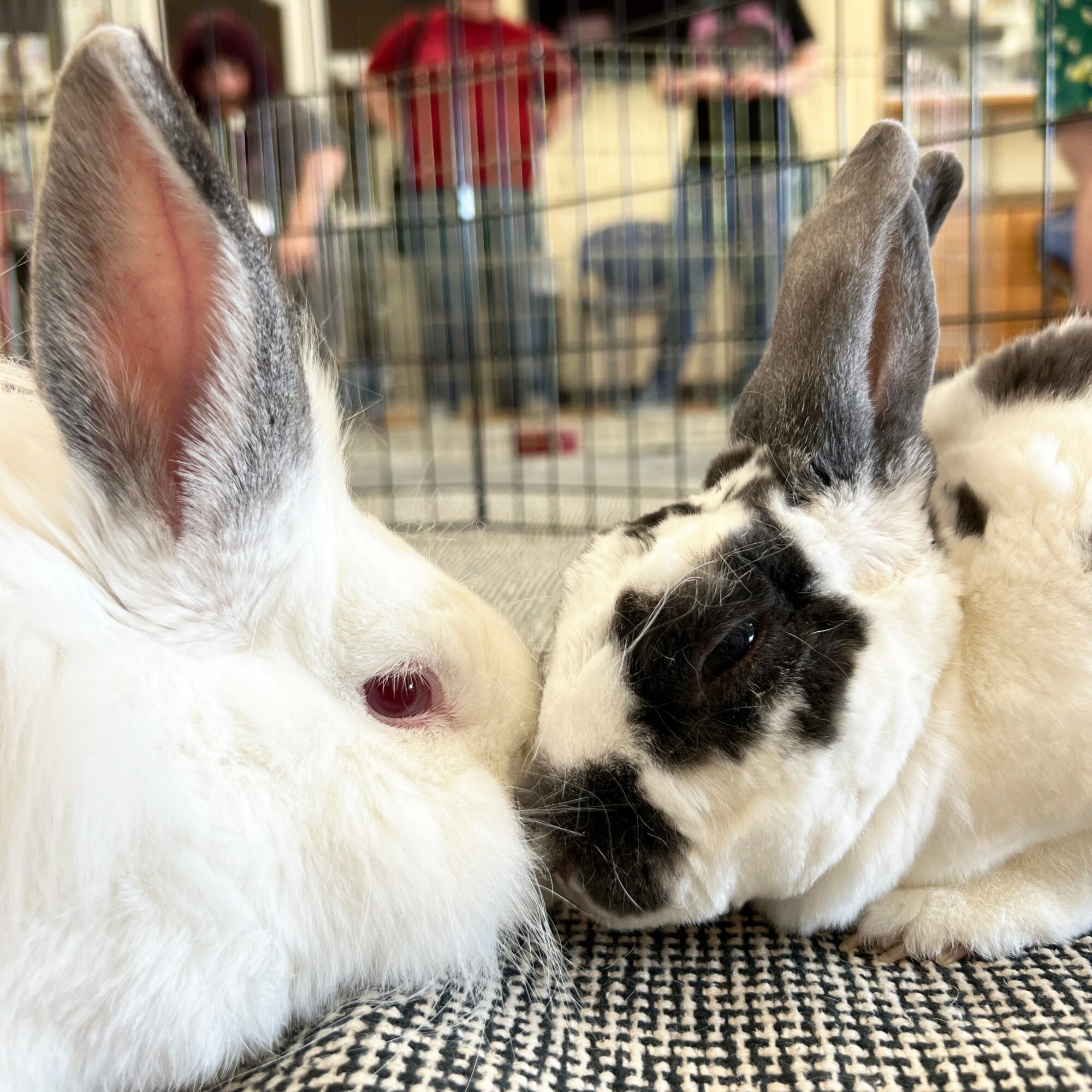 Two rabbits face each other on a textured surface, with a cage and people in the background.