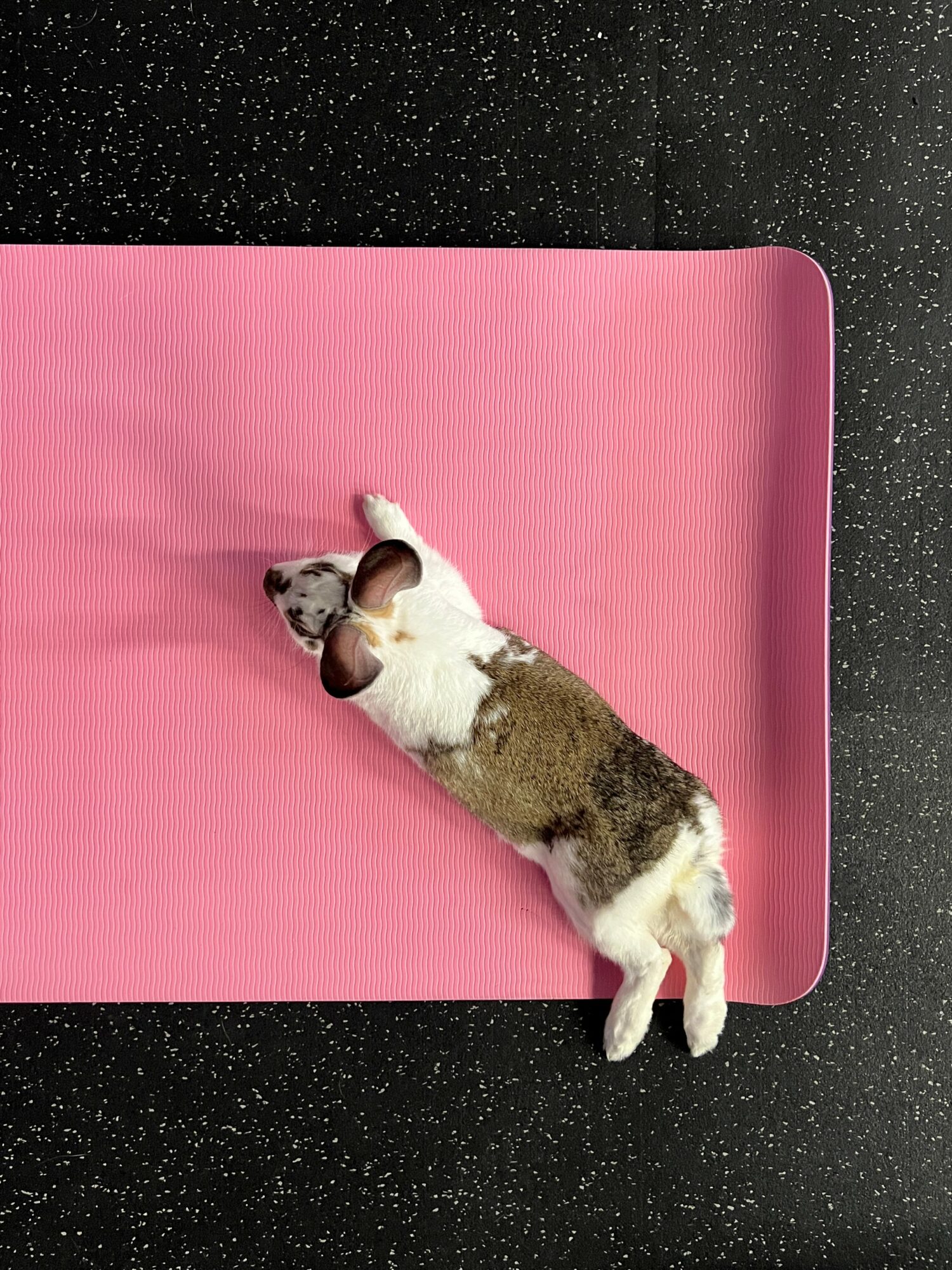 Small dog lying on a pink yoga mat, facing upward, on a black speckled floor.
