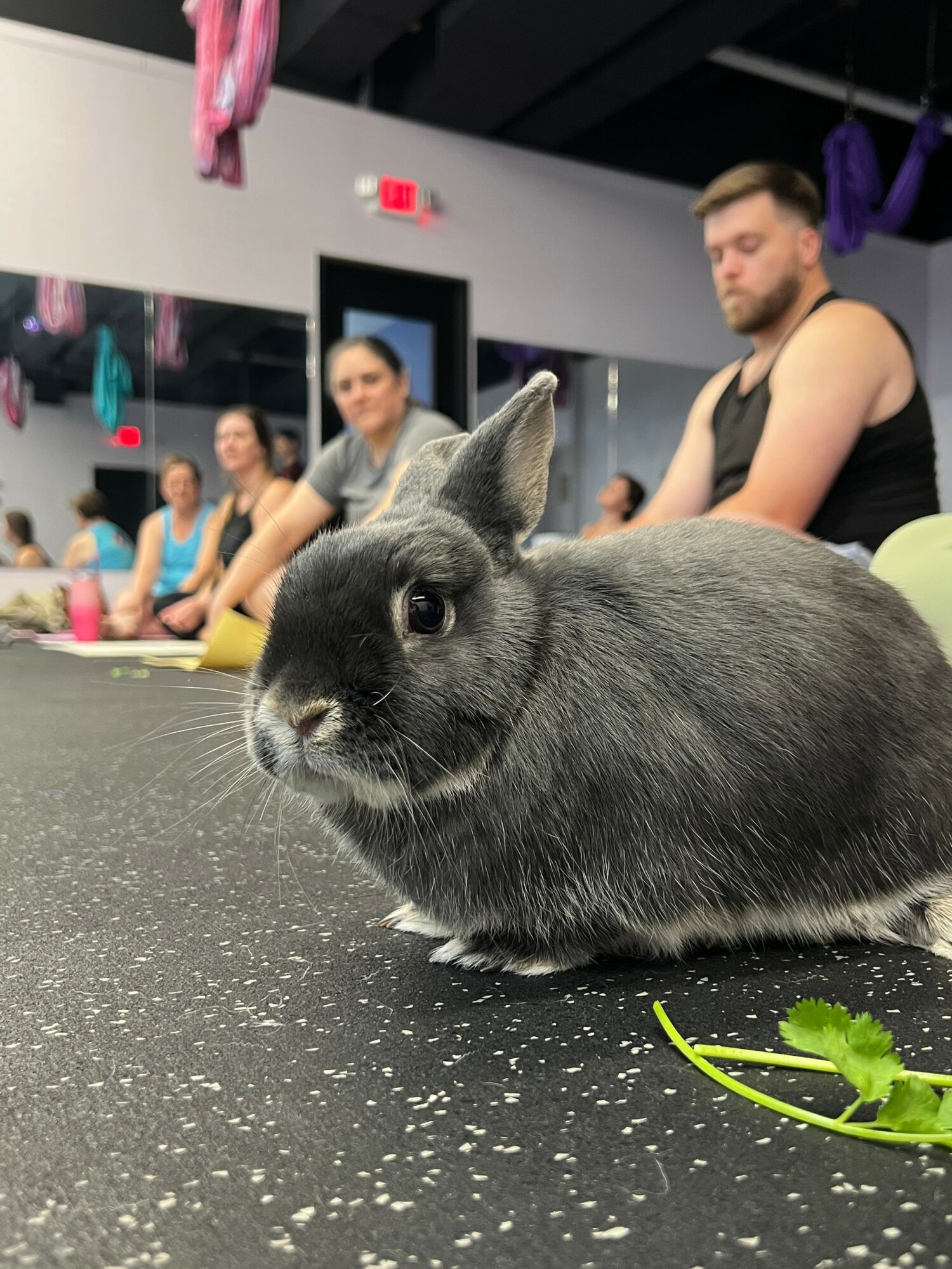 Close-up of a black rabbit with white markings on a speckled black surface, with people in the background in a room.