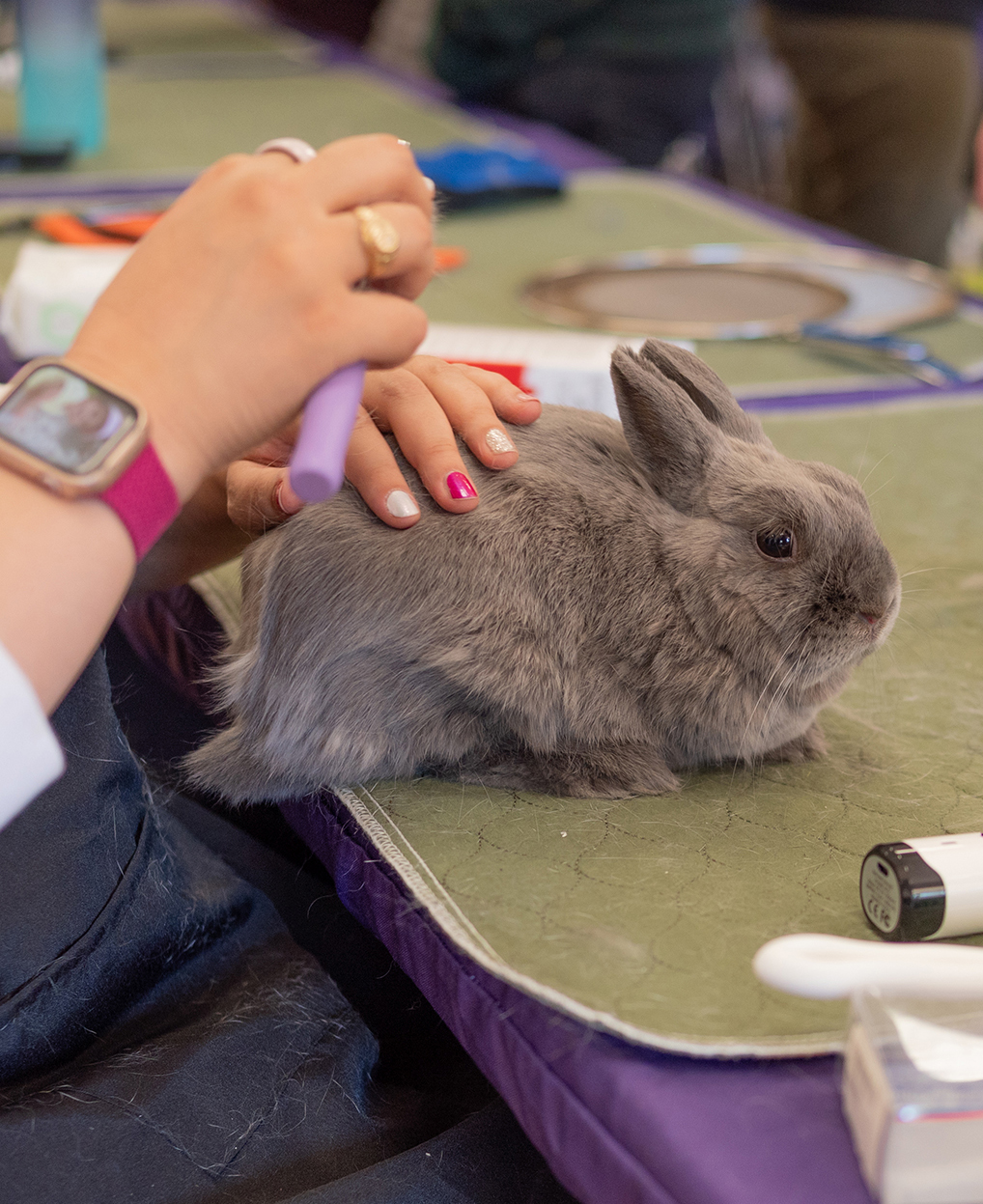 Person grooming a gray rabbit on a table, with hands visible and a purple grooming tool, in a room with various objects.