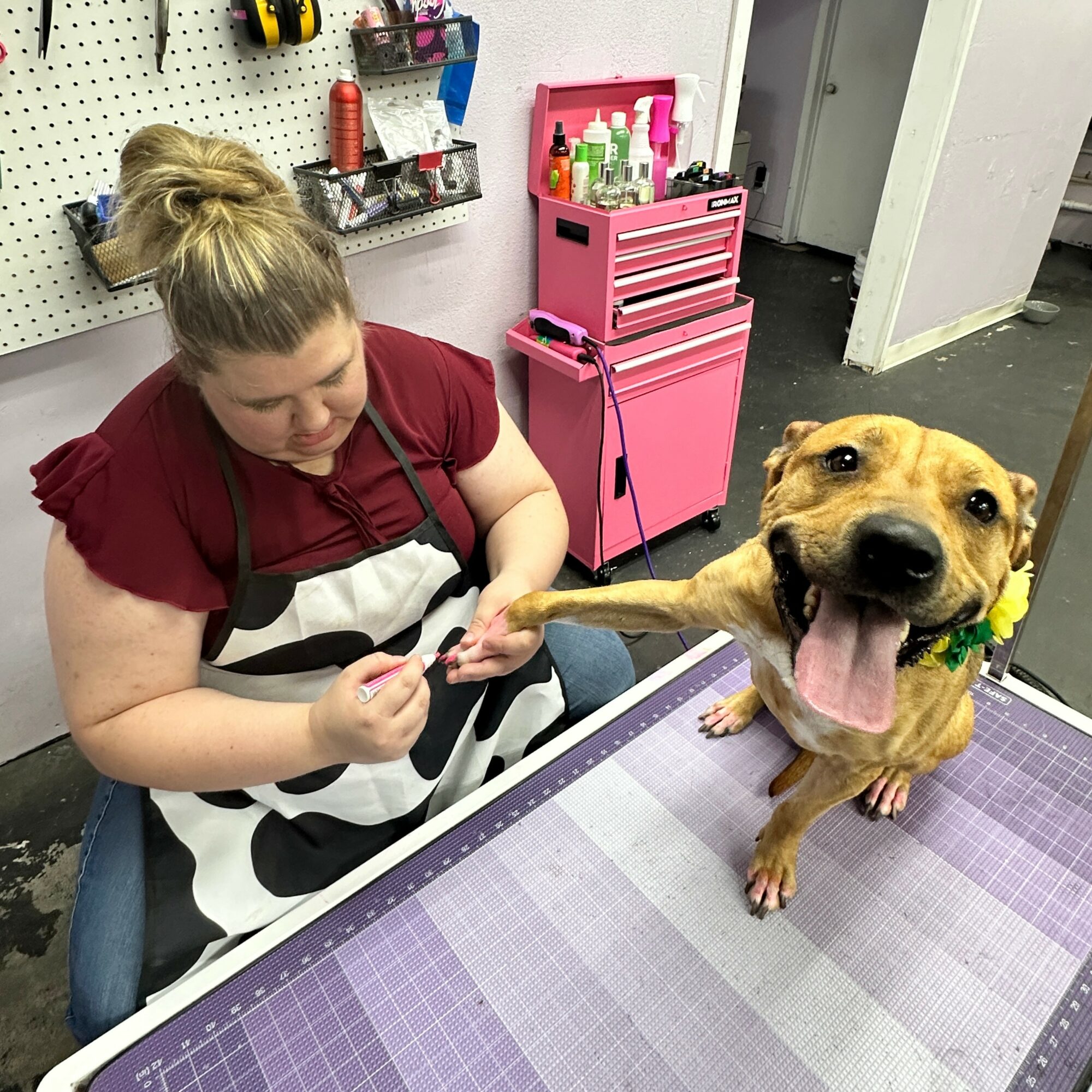A woman with a bun hairstyle and a striped apron is grooming a happy dog with a wide open mouth, on a purple checkered table.