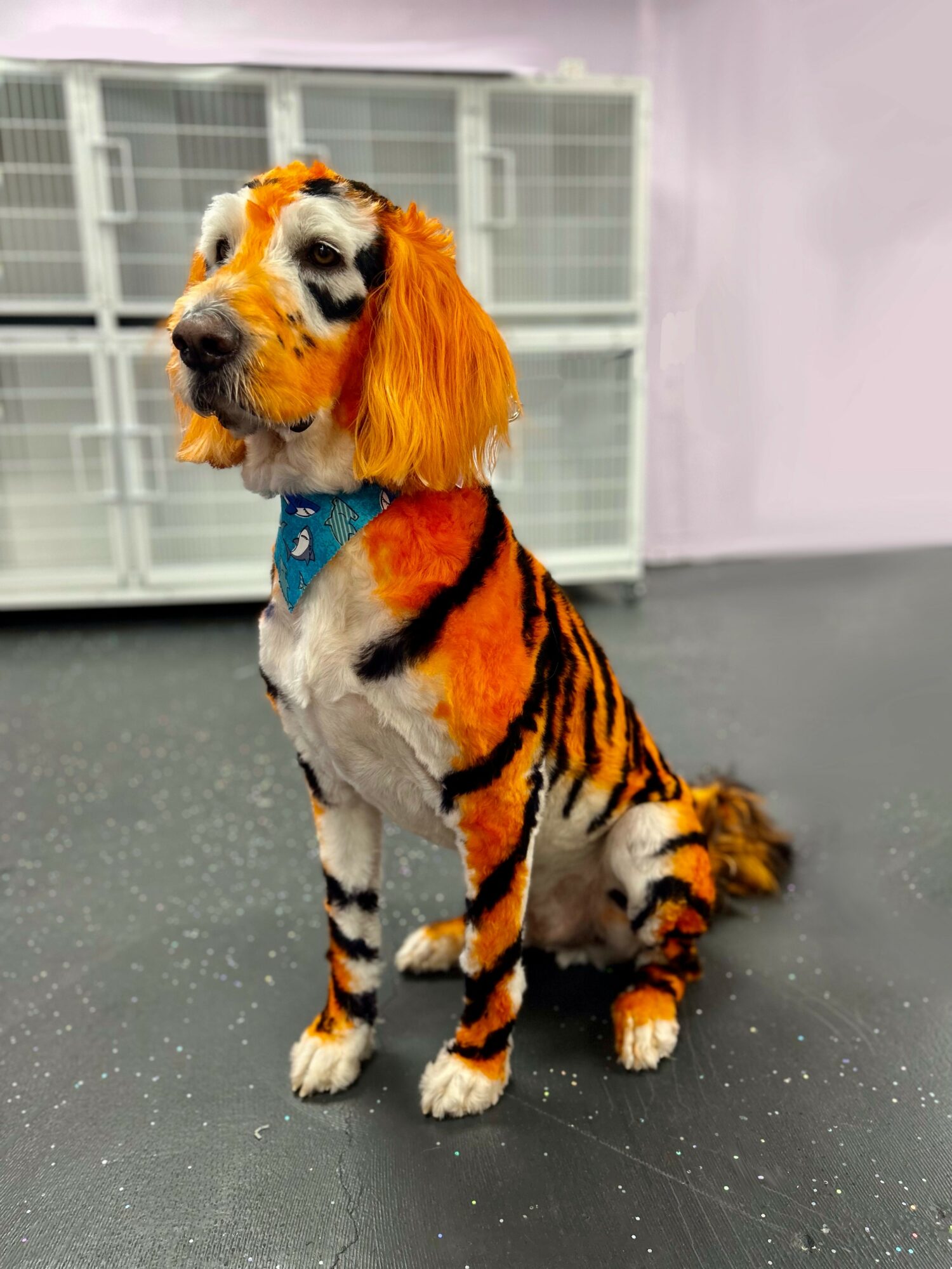 Dog dressed as a tiger with orange ears and a blue bandana, sitting on a black floor in front of a white background.