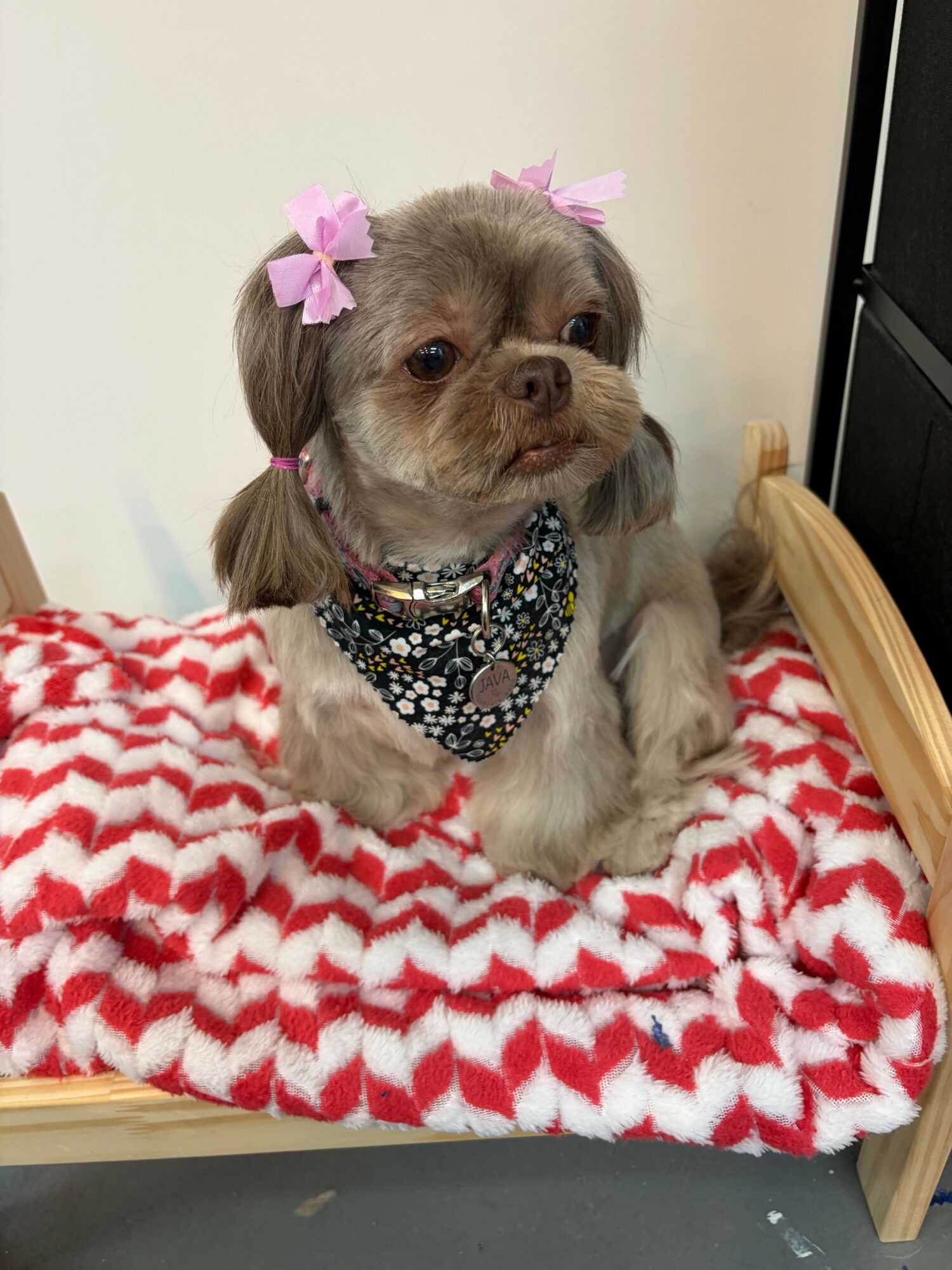 Small dog with pink bows in ears, wearing a black and white polka dot bow, sitting on a red and white blanket.