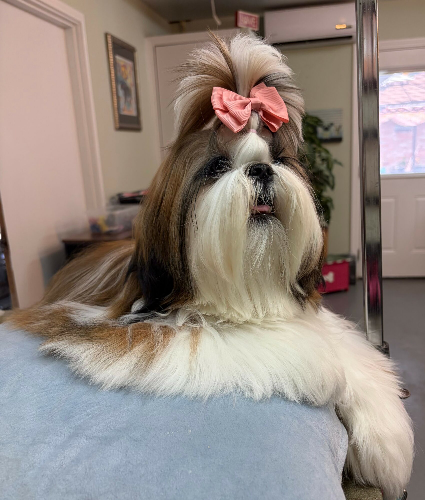 Shih Tzu dog with a pink bow on its head, lying on a surface indoors, with a room background.