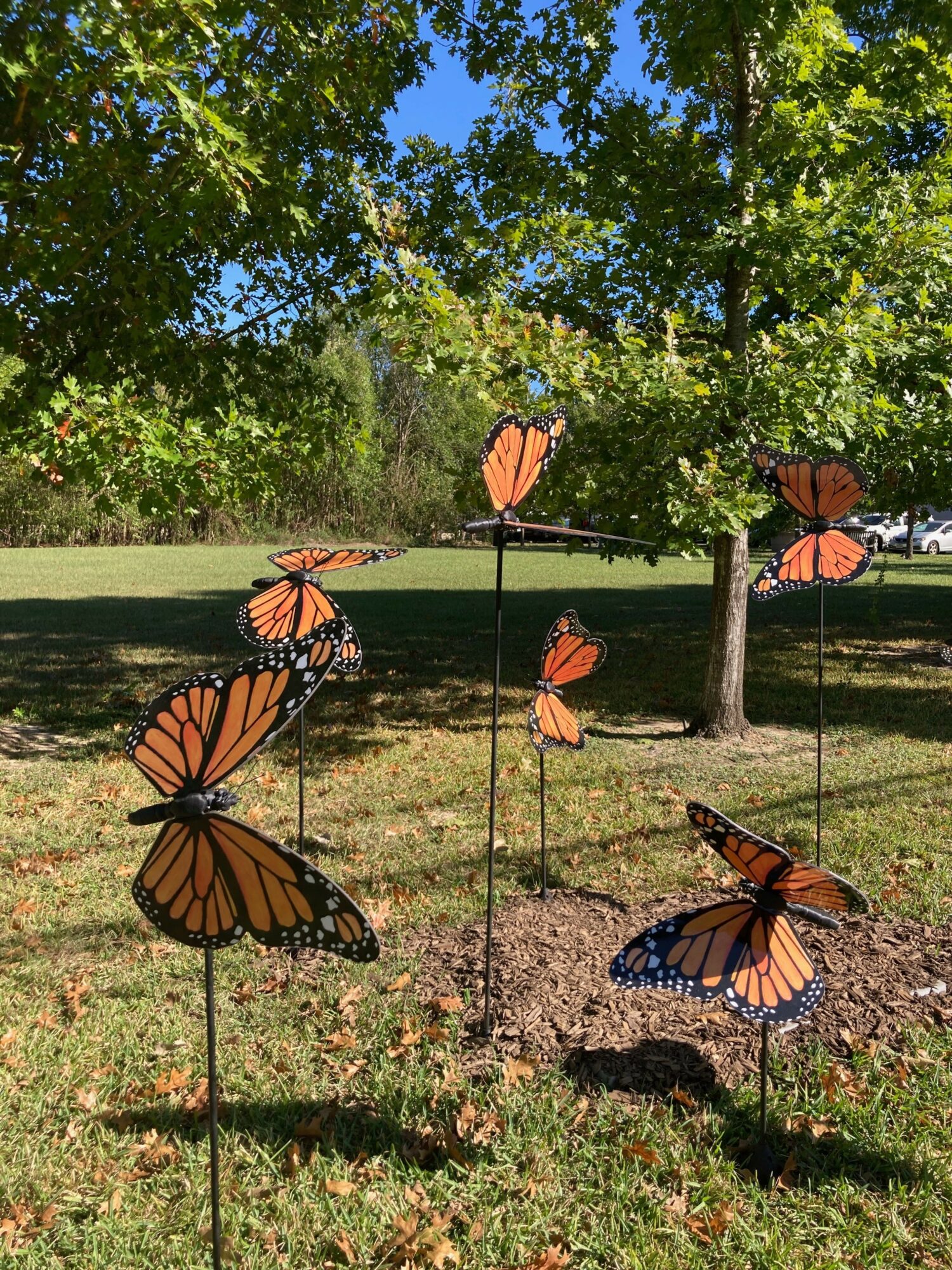 Multiple monarch butterflies on trees and ground in a park with green trees and blue sky.